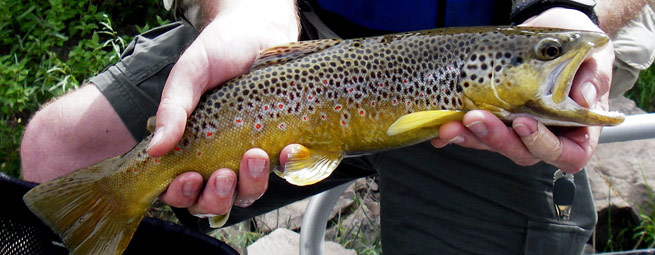 Glenwood Springs Fly Fishing Shop & Guided Trips - Hookers